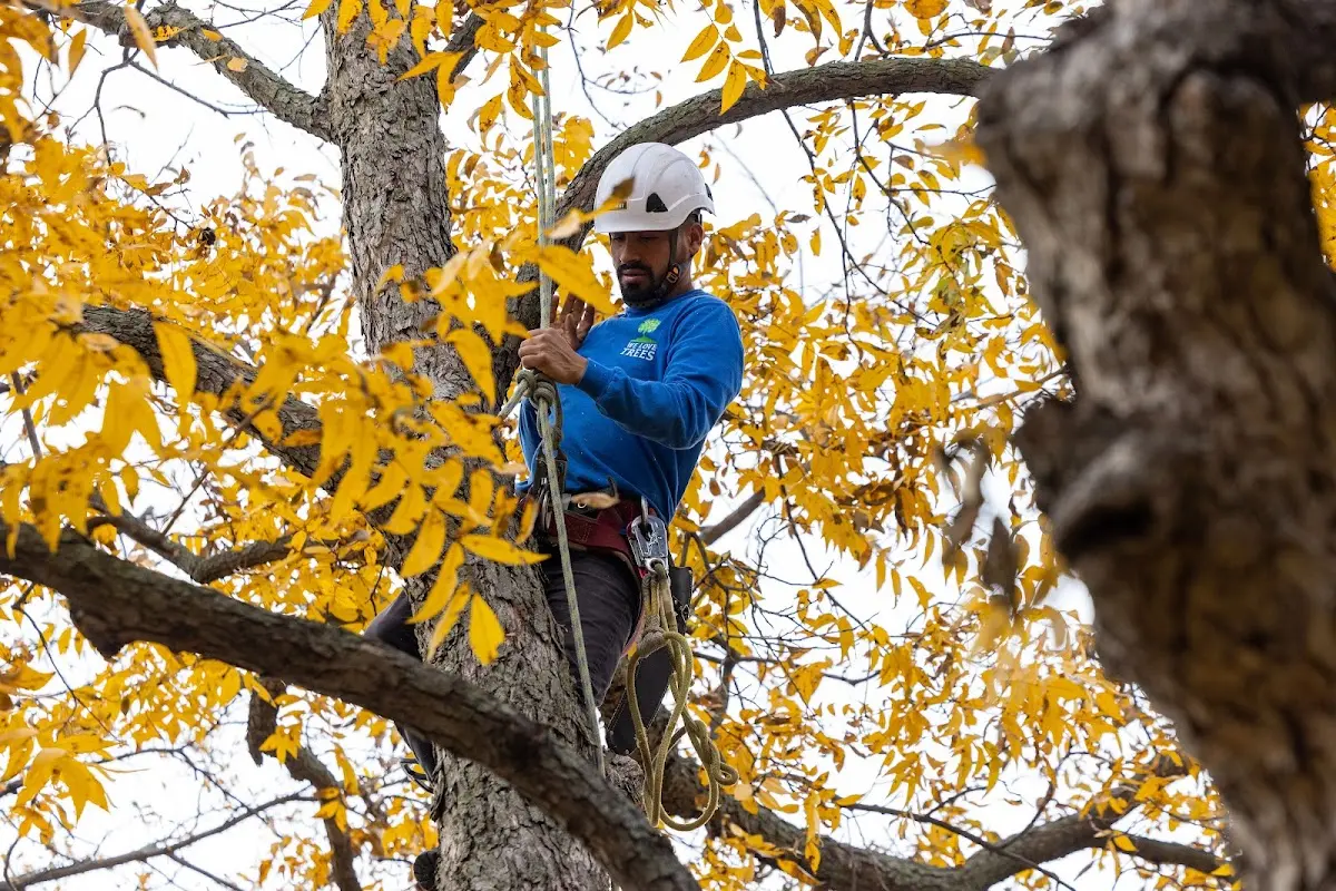 Skilled Tree Planing crew working in Fort Ransom