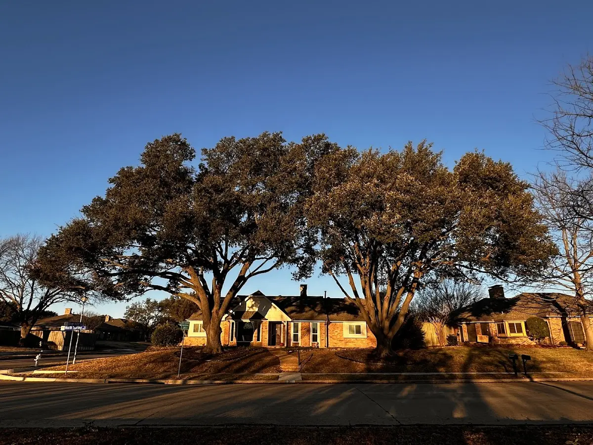 Established residential canopy tree shading a home in Fort Ransom